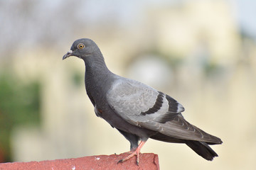 birds are the most innocent creature