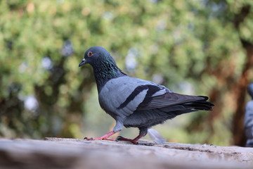 Feral Pigeon standing on a railing with a dark background