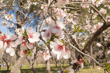 Almendros en flor en el parque de la quinta de los molinos
