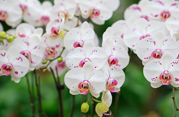 Butterfly orchid in full bloom, close-up