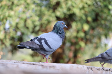 Close up head shot of beautiful speed racing pigeon bird