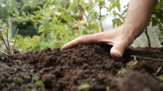 Gardening. A gardener checks the soil by hand. The farmer is pleased with the fertile soil. Recorded in slow motion.
