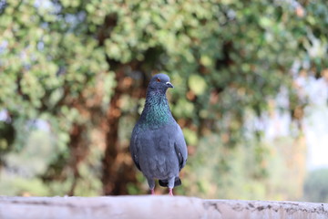 Feral Pigeon; Columba livia; portrait