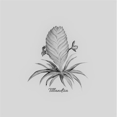 Tillandsia Flower Art Watercolor Illustration