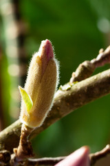 Pink magnolia flower bud close up. Spring floral  concept macro
