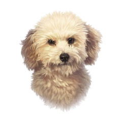 Portrait of a cute Bolognese dog isolated on white backgtound. Lap Dog. Toy or Miniature Poodle. Realistic hand drawn illustration of pets. Animal art collection. Good for print T shirt, pillow, card