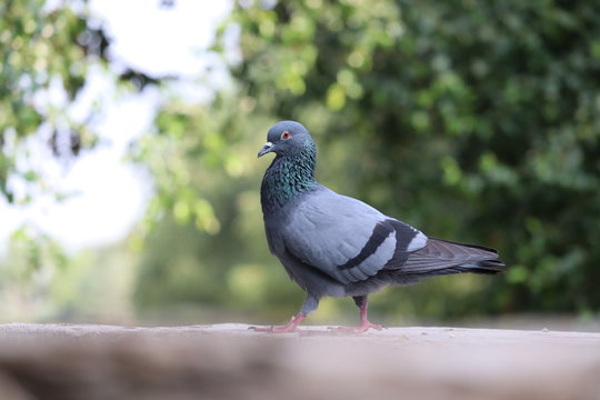 Closeup image of street pigeon standing on the stone ground
