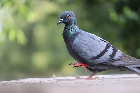 Feral Pigeon; Columba livia; portrait