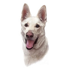 Portrait of White Korean Jindo Dog isolated on white background. Hand painted illustration of a Hunting Dog. Animal art collection: Pets. Design template. Good for print T-shirt, pillow, nursery