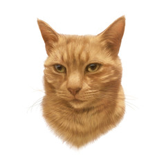 Portrait of a Cute Red cat with yellow eyes isolated on white background. Realistic Hand-painted illustration of pet. Animal art collection: Cats. Design template. Good for print T shirt, pillow, card