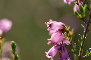 Irish heather blooming