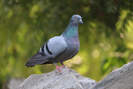 Pigeon in front view