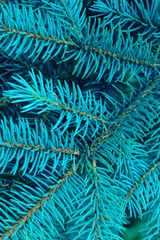 Blurry image of spruce branch, cropped shot. Abstract nature texture background. 