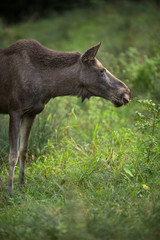 European Moose, Alces alces, also known as the elk