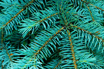 Blurry image of spruce branch, cropped shot. Abstract nature texture background. 