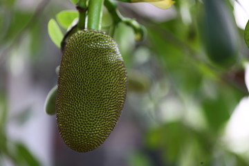 jackfruit on tree