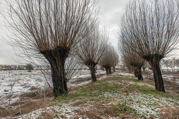 Rows of pollard willows with bare branches in a snowy Dutch winter landscape. It is a cold day with a cloudy sky.