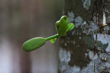 jackfruit on tree