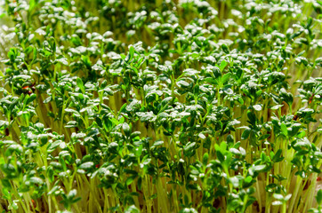 Background of fresh microgreens of cress. Germination and cultivation of sprouts year-round at home. Healthy eating concept. Close-up of sprouted seeds