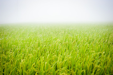 grass on rice paddy