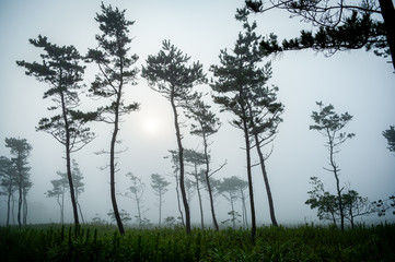 trees in fog