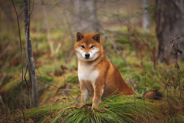 Beautiful and happy shiba inu dog sitting on the grass in the forest in fall. Cute Red shiba inu female dog