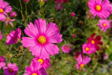 Fototapeta premium Close up of Beautiful cosmos flower.