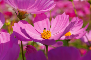 Bee finding a pollen on cosmos flower.
