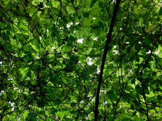 Organic pattern of green leafs