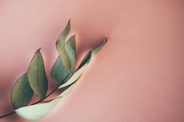 Natural branch with leaves on pink background