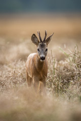 Roebuck - buck (Capreolus capreolus) Roe deer - goat