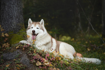 Portrait of funny siberian Husky dog lying is on the ground in the autumn forest at sunset