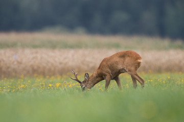 Roebuck - buck (Capreolus capreolus) Roe deer - goat