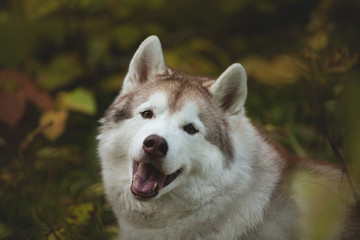 Close-up Portrait of gorgeous Beige Siberian Husky in fall season on a forest background.