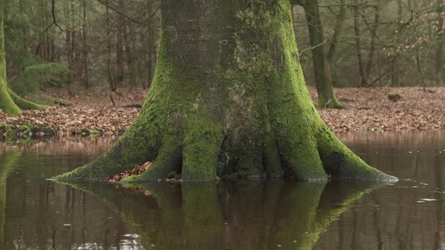 Overflowing Leuvenum forest creek after heavy rains in the Veluwe nature reserve in Gelderland, The Netherlands.