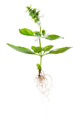 young green seedling of fresh basil with flowers and white roots is isolated on background