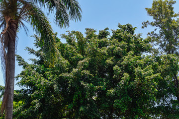 Fototapeta na wymiar Copa de árvore tropical