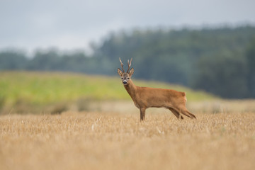 Roebuck - buck (Capreolus capreolus) Roe deer - goat