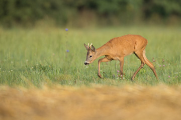 Roebuck - buck (Capreolus capreolus) Roe deer - goat