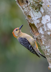 Woodpecker searching a new home in a dead tree