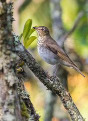 Migratory bird standing on the branch
