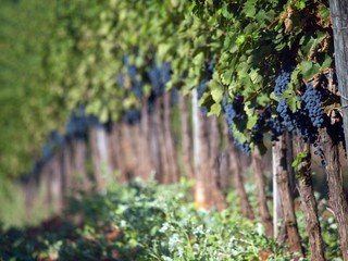 wine
