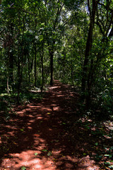 Estrada de terra em interior de floresta tropical escura	