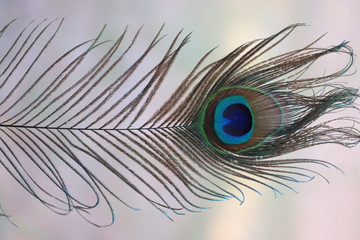 The eye of the Peacock feather, close up.