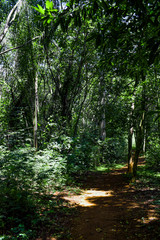 Interior de floresta tropical escura	