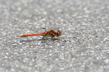 Große Heidelibelle (Sympetrum striolatum)	