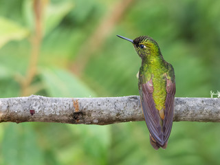 Green hummingbird resting on a tree branch © J Esteban Berrio
