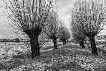 Black and white image of rows of pollard willows with bare branches in a snowy Dutch winter landscape. It is a cold day with a cloudy sky.