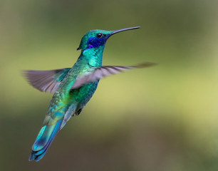 Fototapeta na wymiar Sparkling violet-ear bird suspended in the air
