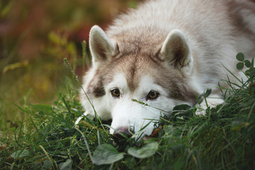 Portrait of sad and wistful siberian Husky dog lying is on the ground in the autumn forest at sunset